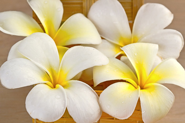 バリ島で見掛ける花「フランジパニ」の雑学